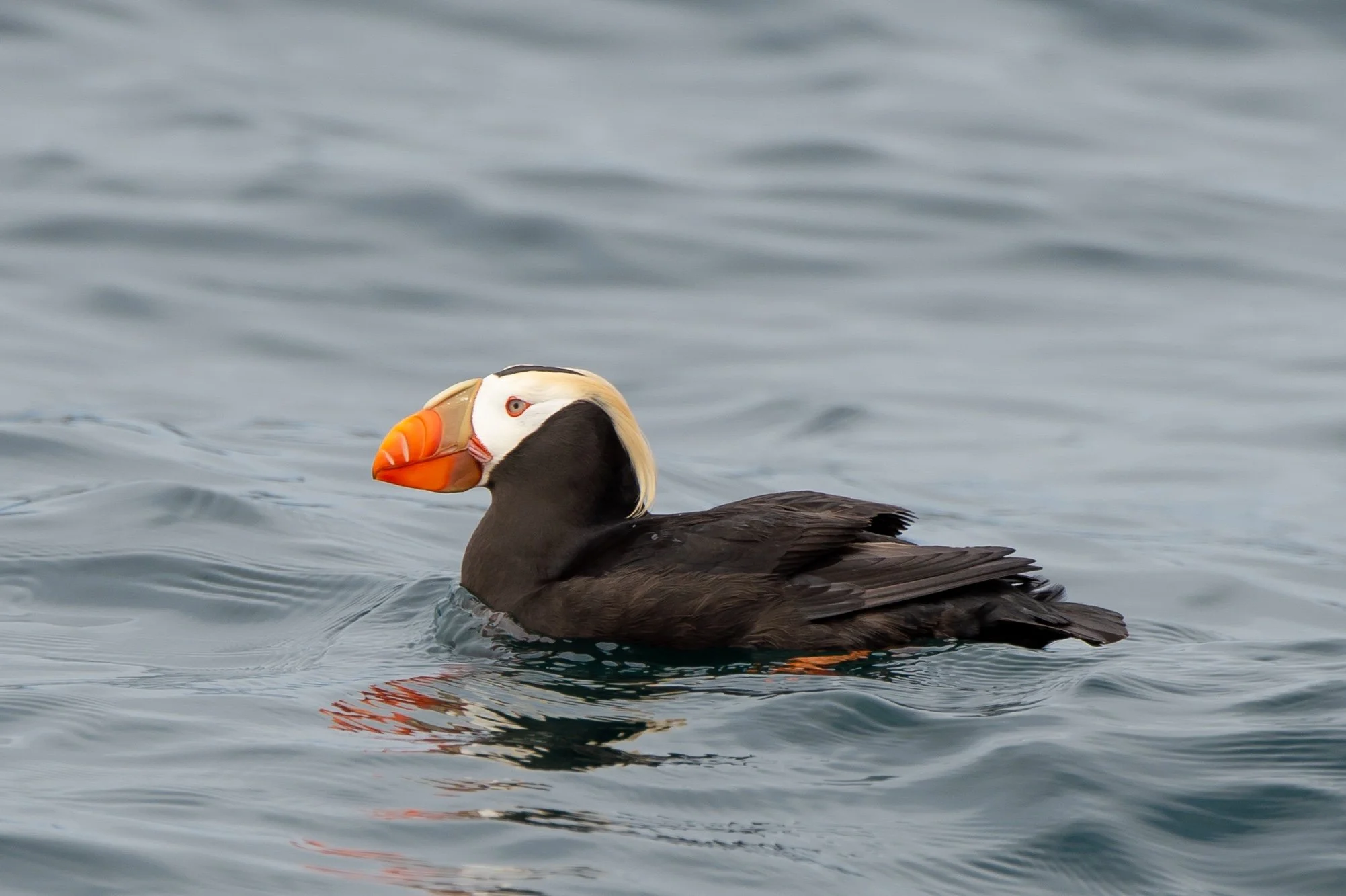 Tofino Bird Watching Tour | Seabird & Puffin Tours in Tofino, BC